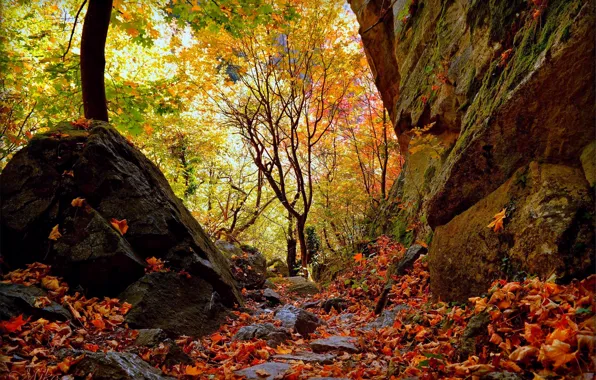 Картинка Осень, Лес, Fall, Листва, Autumn, Forest, Leaves