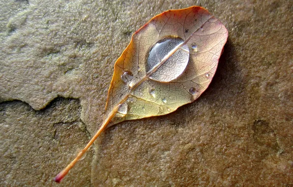 Осень, вода, капли, лист