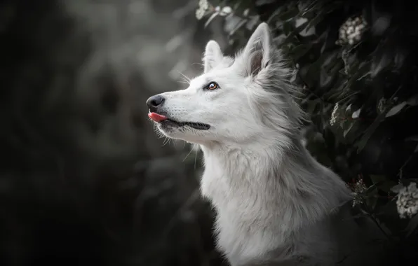 Картинка морда, фон, собака, профиль, Белая Швейцарская овчарка