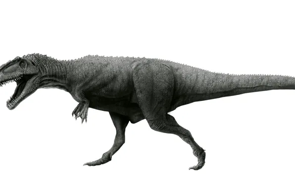 Обои Животные, Древние, Динозавры, Acrocanthosaurus, Акрокантозавр.
