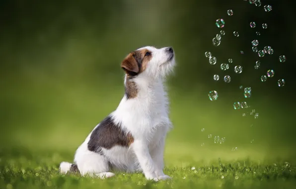 Картинка собака, мыльные пузыри, Джек-рассел-терьер