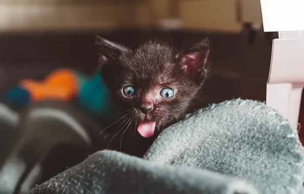 Картинка язык, кошка, темный фон, котенок, черный, малыш, мордочка, одеяло
