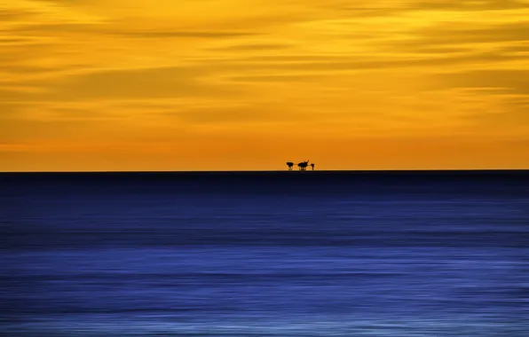 Пейзаж, Distance, Oil Rigs