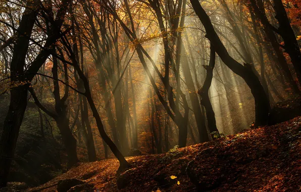 Картинка осень, лес, листья, деревья, лучи света
