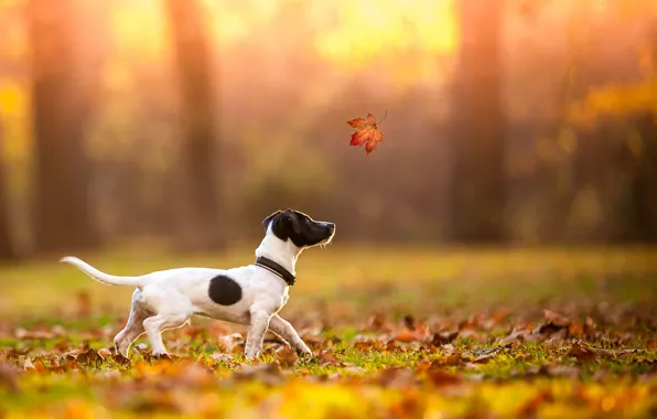 Осень, друг, собака