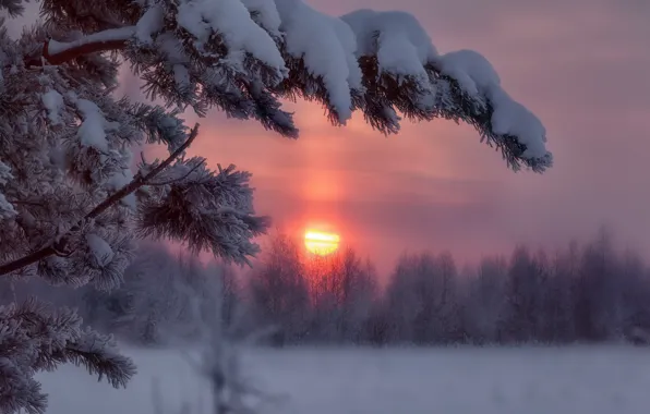 Картинка зима, снег, деревья, закат, ветки, изморозь, Алексей Никитин