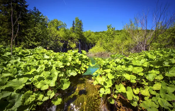 Зелень, листья, деревья, озеро, водопады, Хорватия, Plitvice Lakes National Park