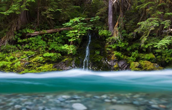 Картинка лес, река, ручей, водопад, США, штат Вашингтон, Mount Baker-Snoqualmie National Forest, Bacon Creek