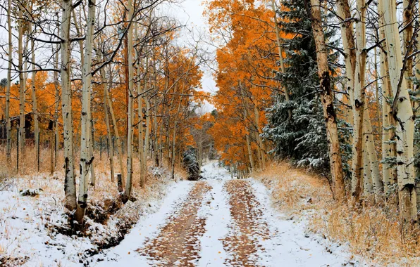 Картинка дорога, осень, снег, деревья