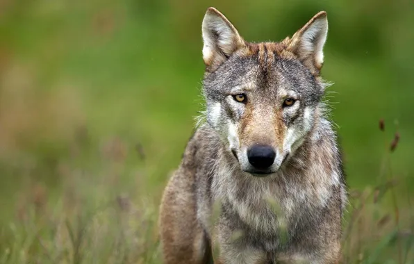 Nature, predator, animal, wolf, wildlife, portrait, portrait., Canis lupus. face
