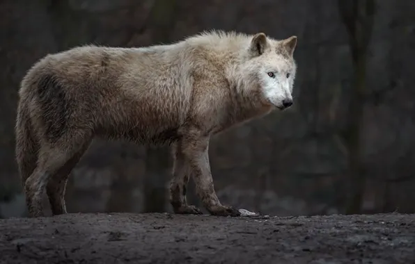 Nature, predator, animal, wolf, wildlife, portrait., Canis lupus. face • wolf • portrait • predato