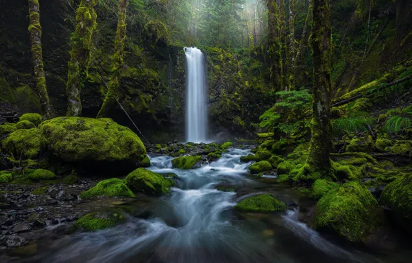 Картинка лес, природа, камни, водопад, мох