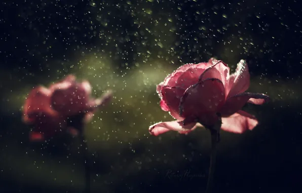Картинка капли, цветы, дождь, розы