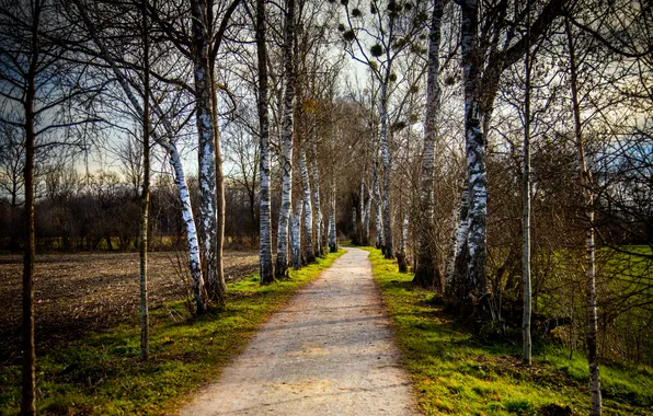 Дорога, лето, берёзы