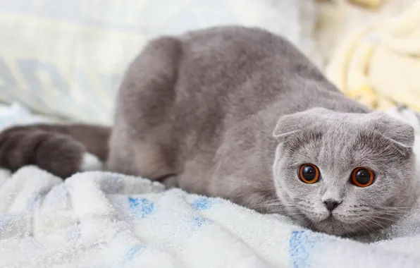 Картинка кошка, кот, серый, кошак, киска, котэ, шотладская вислоухая