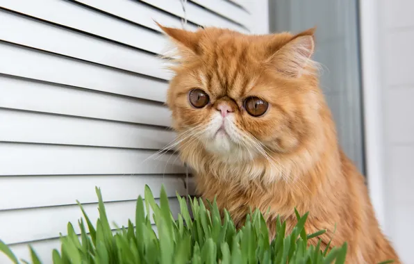 Кошка, трава, кот, взгляд, стена, портрет, окно, рыжий