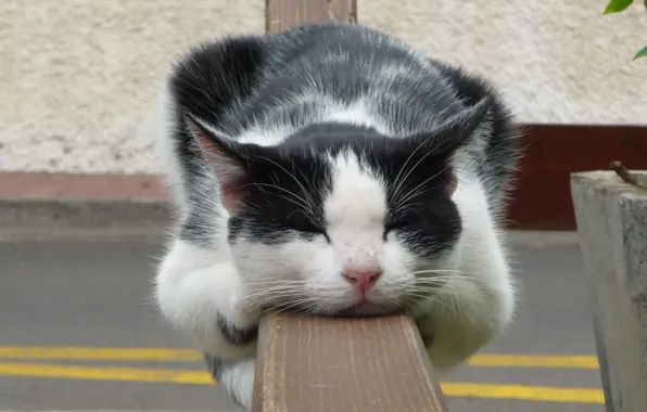 Картинка кот, отдых, забор, сон