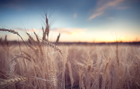 Пшеница, поле, макро, фон, widescreen, обои, рожь, колоски
