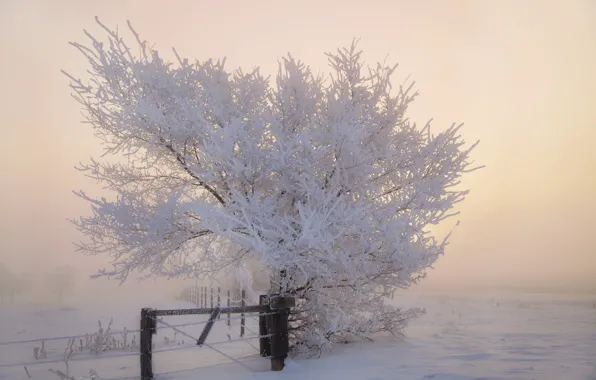 Картинка зима, иней, снег, дерево, забор, утро, мороз