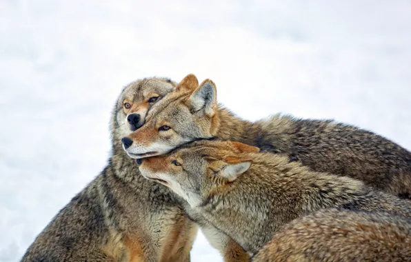 Природа, фон, Coyote