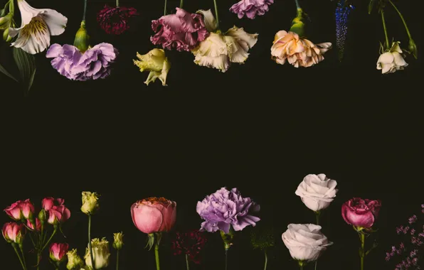 Цветы, розы, colorful, черный фон, black, flowers, background, roses