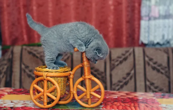 Кошка, велосипед, котенок, серый, игрушка, водитель, корзинка, езда