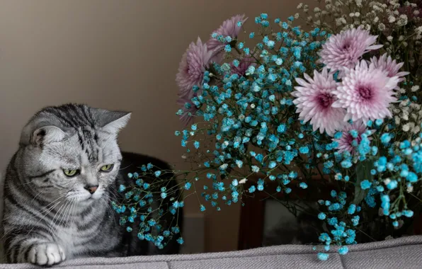 Кошка, кот, цветы, поза, диван, букет, серая, мордашка