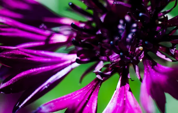 Макро, цветы, минимализм, minimalism, flowers, macro, васильки, cornflowers