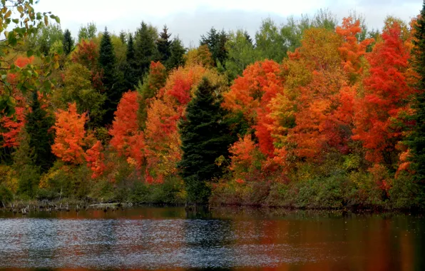 Осень, лес, небо, деревья, река