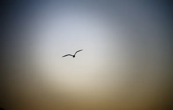Картинка небо, птица, полёт