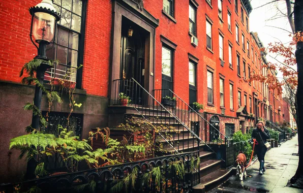 Женщина, собака, Нью-Йорк, Бруклин, тротуар, фонарный столб, Соединенные Штаты, Brownstones