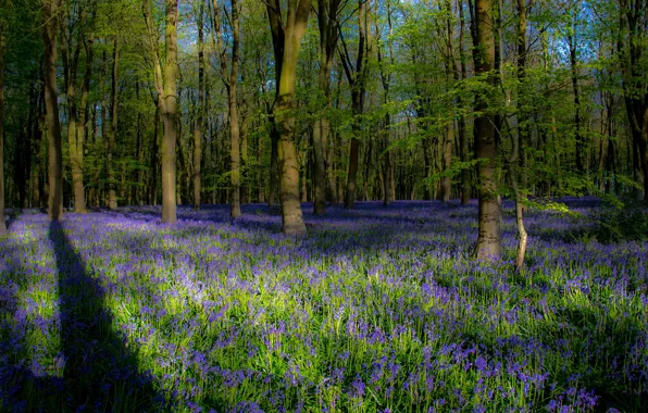 Картинка зелень, лес, свет, деревья, цветы, ветки, поляна, листва