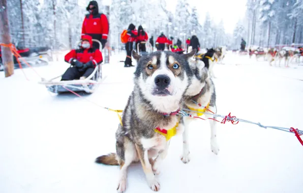 Картинка Зима, Снег, Люди, Собаки, Финляндия, Finland, Rovaniemi, Winter Experience