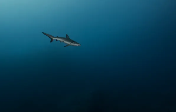Картинка море, хищник, акула, глубина, под водой