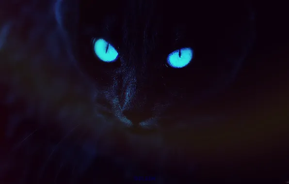 Кошка, темно-синий фон, Delsin