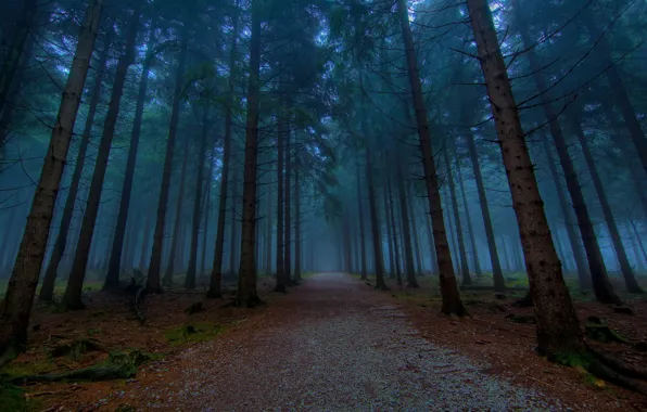 Картинка лес, туман, тьма