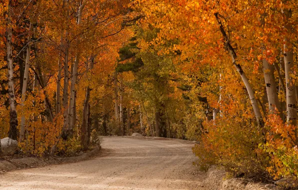 Дорога, деревья, краски, Осень, сентябрь, тополь осинообразный
