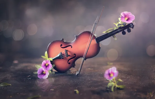 Картинка цветы, скрипка, смычок