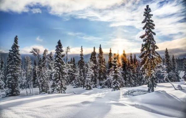 Зима, лес, снег, деревья, ели, Норвегия, Norway, Трюсиль