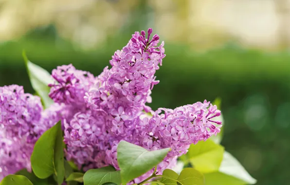 Картинка цветы, боке, сирень, цветение, весна, ветки, соцветие