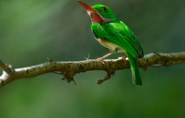 Ветка, птичка, боке, AlexsanderBB, Broad-billed Tody, Ширококлювый тоди