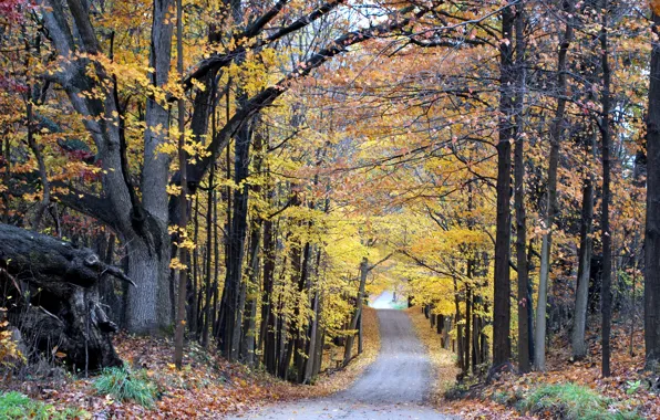 Картинка дорога, осень, лес, forest, листопад, road, Autumn, leaves