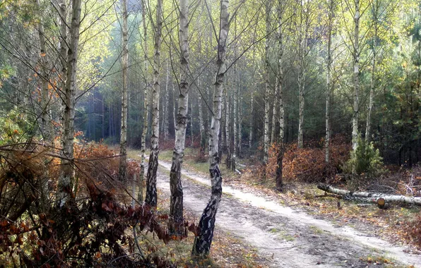 Forest, nature, autumn