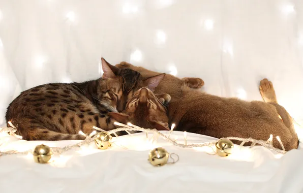 Картинка шарики, кошки, коты, гирлянда, спят, бенгальский