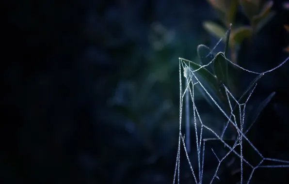 Картинка макро, природа, растение, паутина