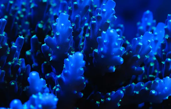 Картинка море, синий, кораллы, морские обитатели, blue, coral, sea​​, sea creatures