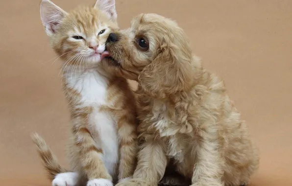 Puppy, kitten, cat, dog, cute, friends