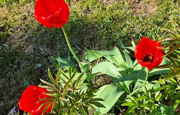 Słońce, ogród kwiatowy, Czerwone Tulipany, wiosna