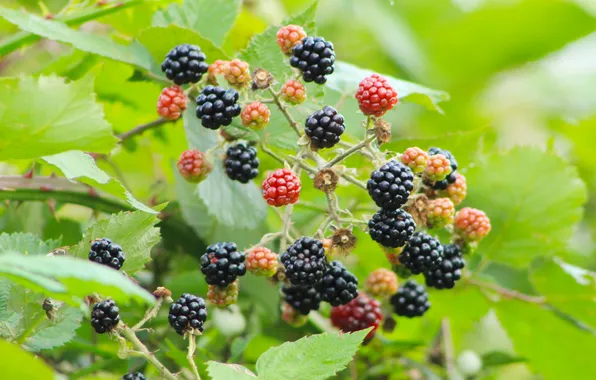 Black, food, fruit, twig