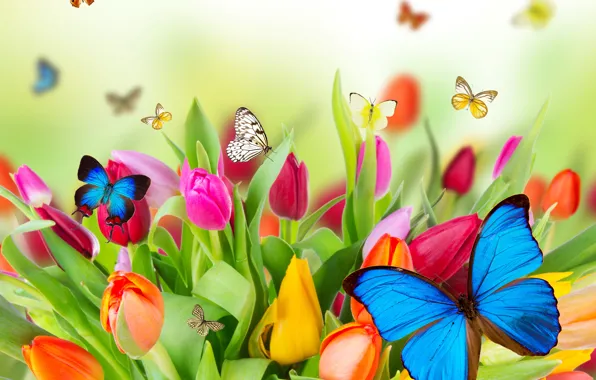 Цветы, природа, коллаж, бабочка, тюльпаны